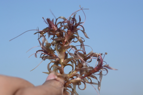 Image of Nechamandra alternifolia by no rights reserved