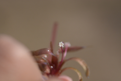 Image of Nechamandra alternifolia by no rights reserved