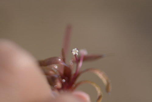 Image of Nechamandra alternifolia by no rights reserved