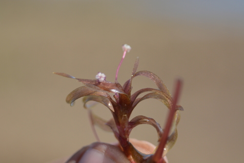 Image of Nechamandra alternifolia by no rights reserved