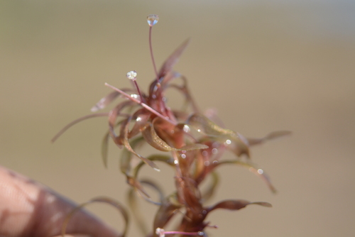 Image of Nechamandra alternifolia by no rights reserved