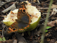 Junonia genoveva