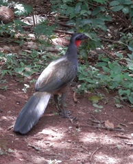 Penelope superciliaris