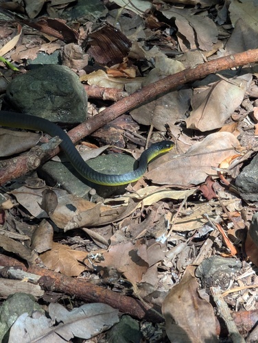 Common Tree Snake sighting