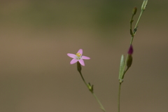Centaurium pulchellum