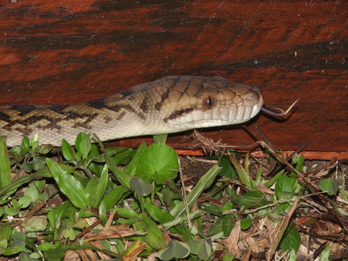 Australian Scrub Python sighting