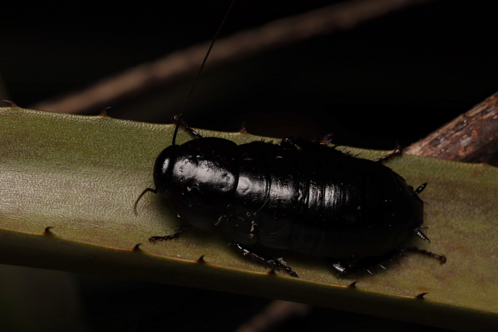 Eurycotis manni