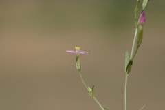 Centaurium pulchellum