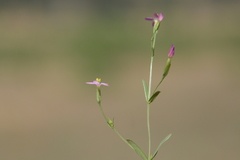 Centaurium pulchellum