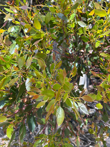 Eucalyptus johnstonii observed 2025-12-21