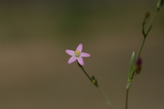 Centaurium pulchellum