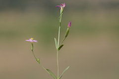 Centaurium pulchellum