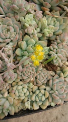 Echeveria prolifica