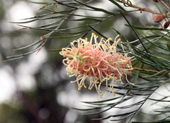 Grevillea