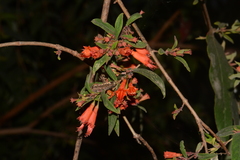 Woodfordia fruticosa