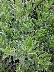 Grindelia ventanensis