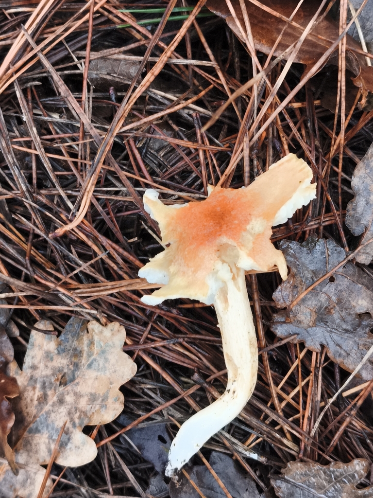 Hygrophorus nemoreus · December 2025 · photo: © jose_castro (iNaturalist, CC)