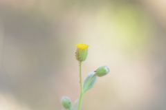 Blumea oxyodonta