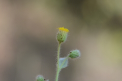 Blumea oxyodonta
