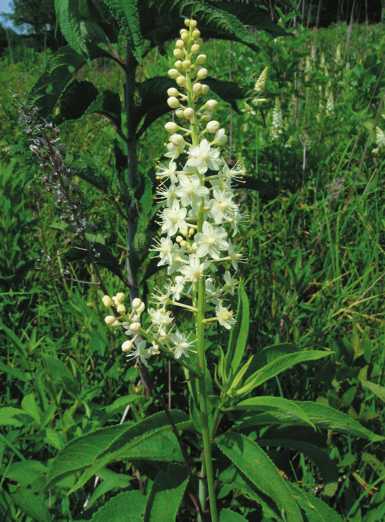 Tennessee Death-camas