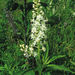 Stenanthium tennesseense - Photo (c) Milo Pyne, some rights reserved (CC BY-NC), uploaded by Milo Pyne