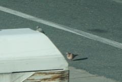 Streptopelia senegalensis