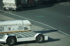 Streptopelia senegalensis