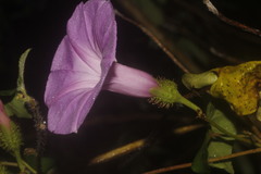 Ipomoea crinicalyx