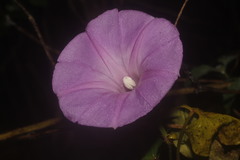 Ipomoea crinicalyx