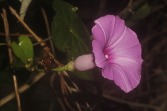 Ipomoea splendor-sylvae