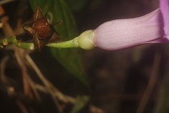 Ipomoea splendor-sylvae