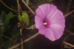 Ipomoea splendor-sylvae