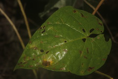 Ipomoea splendor-sylvae