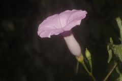 Ipomoea splendor-sylvae