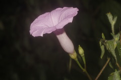 Ipomoea splendor-sylvae