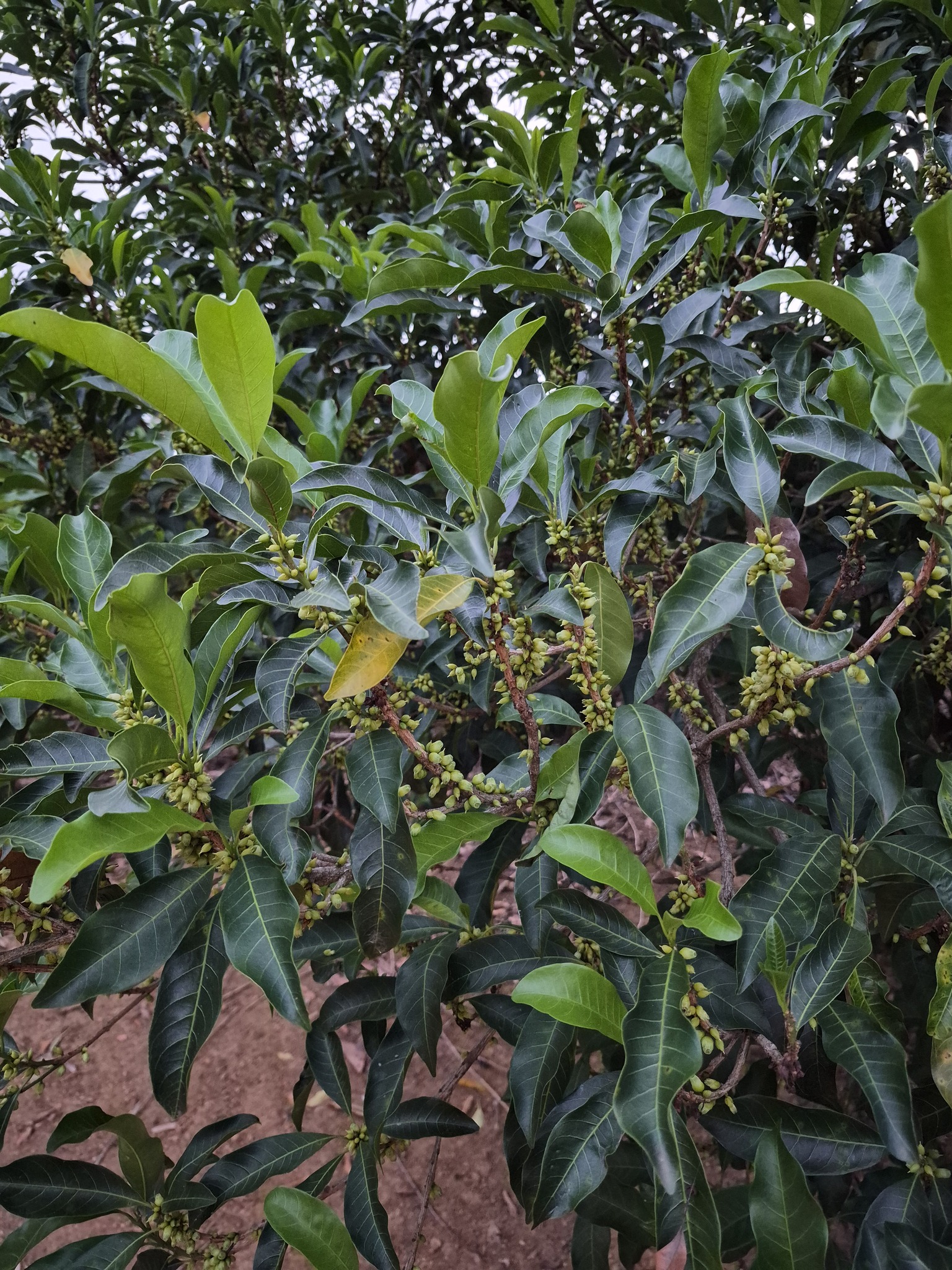 Pouteria caimito