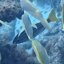 Parapristipoma octolineatum