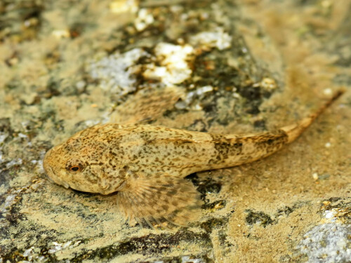 Rhine Sculpin, photo 2 of 7