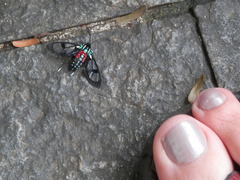 Poecilosoma eone