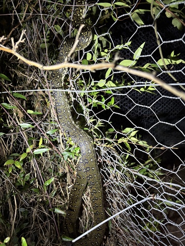 Diamond Python sighting