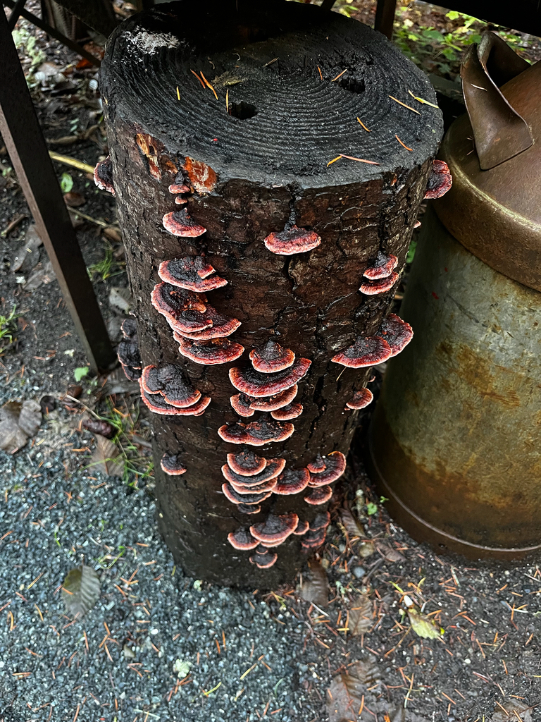 Fomitopsis cajanderi · December 2025 · photo: © logvbiology (iNaturalist, cc-by-nc)