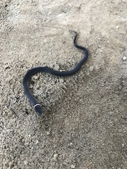 Diadophis punctatus stictogenys