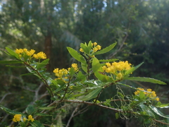 Azara lanceolata