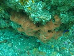 Dragmacidon mexicanum