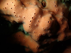 Dragmacidon mexicanum