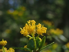 Azara lanceolata