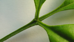 Zanthoxylum petiolare