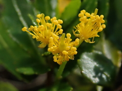Azara lanceolata