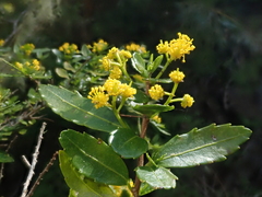 Azara lanceolata