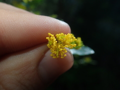Azara lanceolata